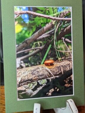 Original Mushroom Photography 5x7 Dark Green Matted Print